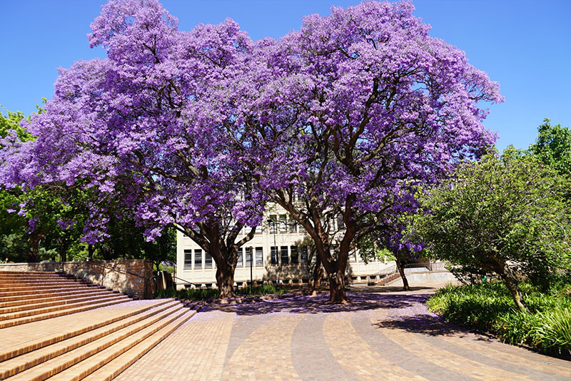 14th-South-African-Conference-on-Computational-and-Applied-Mechanics-Wits-South-Africa-hero-3